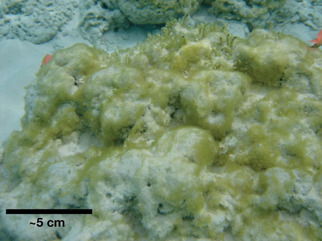 Note the lack of microalgal growth on the surface (top of image indicated by the dashed arrow) and the matrix of sand grains in the