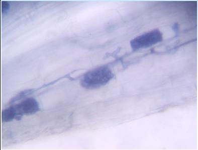 A B Figure 4: Photomicrographs for arbusculer mycorrhizal fungi (AMF) structures in Zea mays L. roots after clearing and staining (200 ).