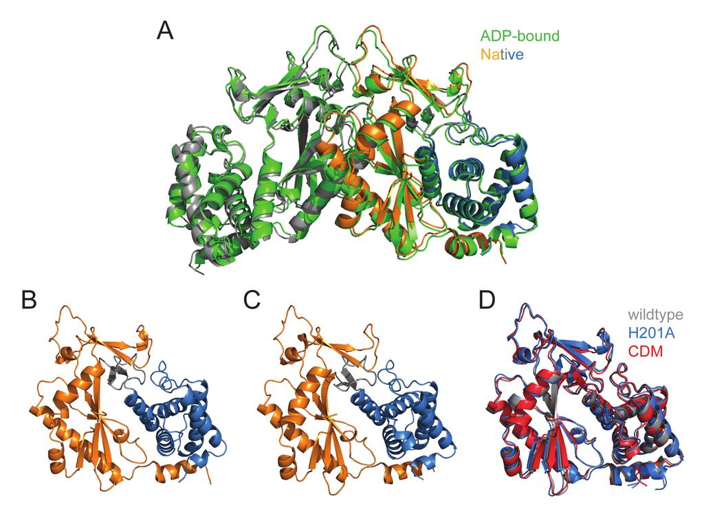Figure S3, related to Figure 3. (A) Structural alignment of native MiD51Δ1-133 and ADPbound dimers. The native (apo) dimer is colored as in Fig. 3, and the ADP-bound dimer is colored green.