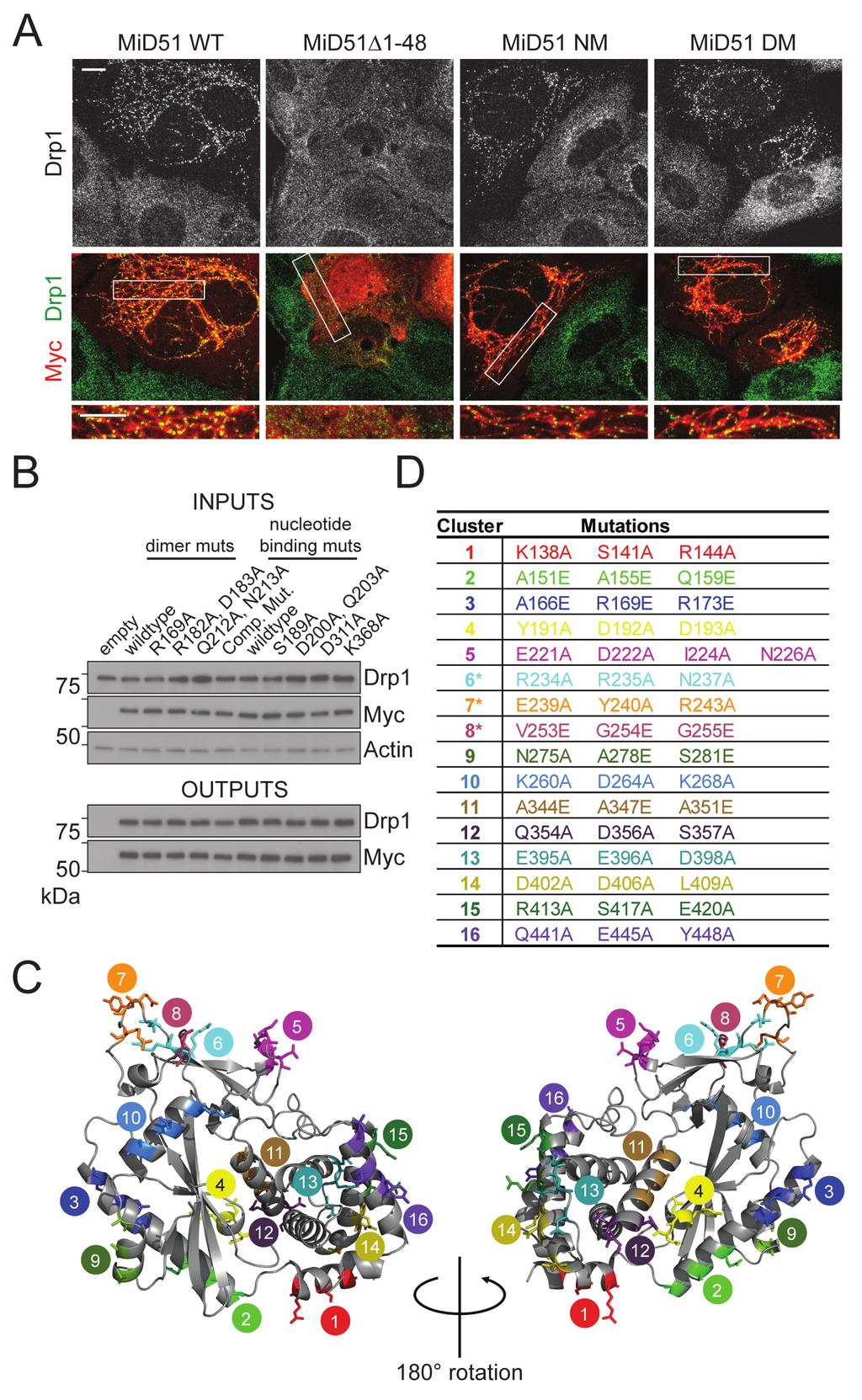 Figure S4, related to Figure 4. Identification of the Drp1 binding site on MiD51. (A) Effect of MiD51 nucleotide-binding and dimerization mutations on Drp1 recruitment to mitochondria.