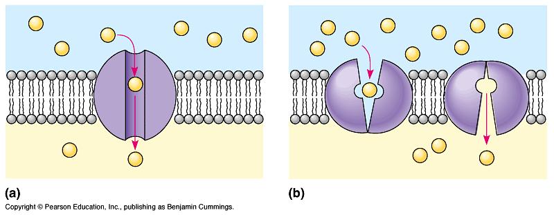 Facilitated Diffusion: Diffusion through protein channels channels move specific molecules across