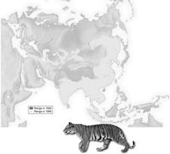 The Future of Evolution Tigers now exist in geographically isolated populations 71 Future of Evolution Humans have introduced species into areas they did not occur Isolated populations: