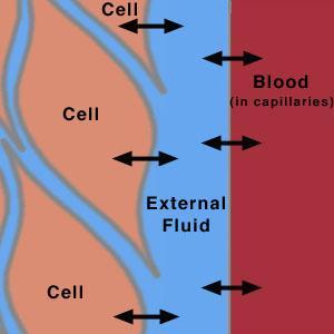 How Chemicals Are Exchanged in the Body All cells in the body continually exchange chemicals (e.g., nutrients, waste products, and ions) with the external fluid surrounding them (Figure 2).