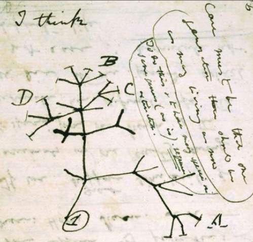 Figure 1: The first phylogenetic tree drawn by Charles Darwin on his notebook on mid-july, 1837.