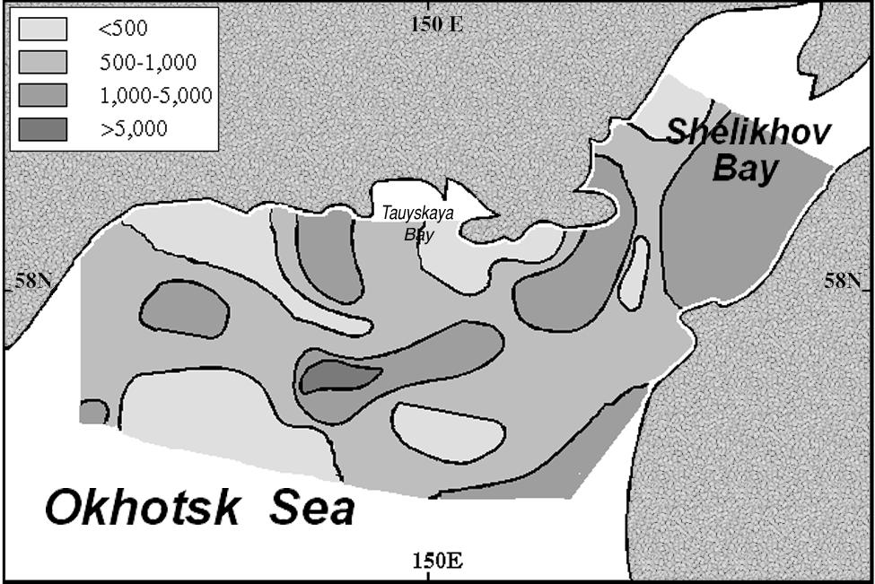 Shelikhov Bay during June 1963 (from Kotlyar 1965). Figure 21.