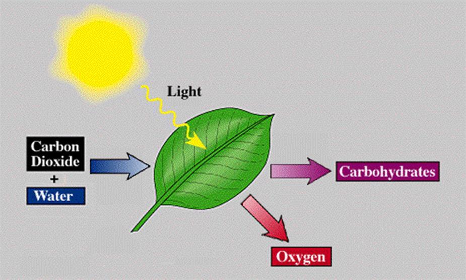 Factors Affecting PHO Light Carbon dioxide