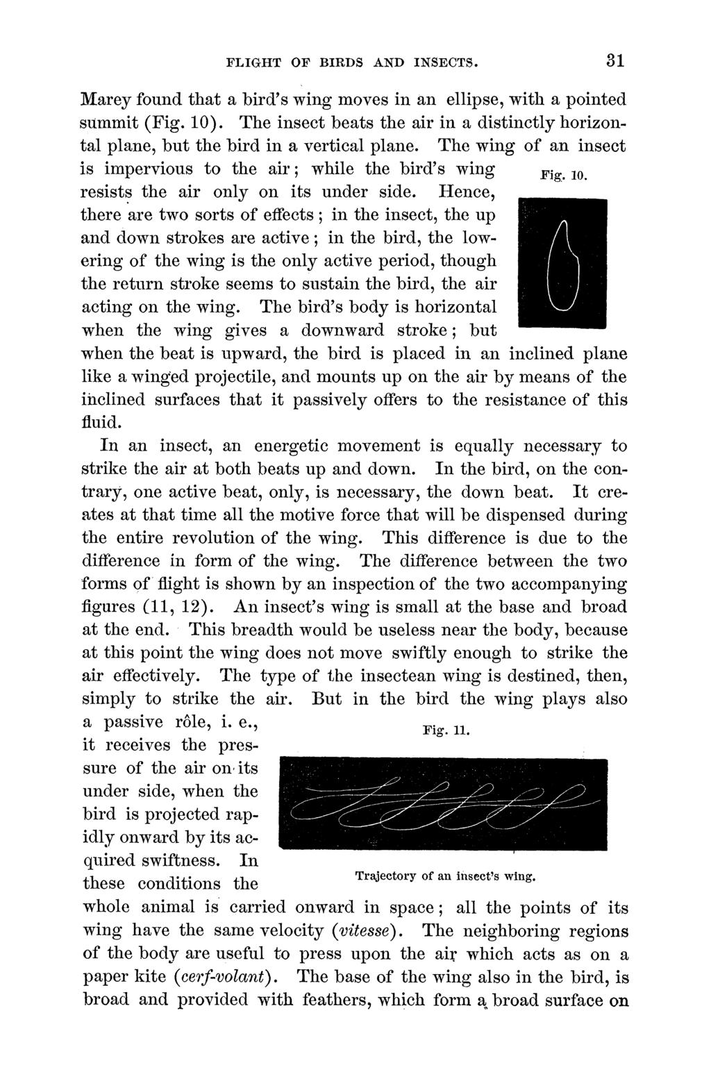 FLIGHT OF BIRDS AND INSECTS. 31 Marey found that a bird's wing moves in an ellipse, with a pointed summit (Fig. 10).