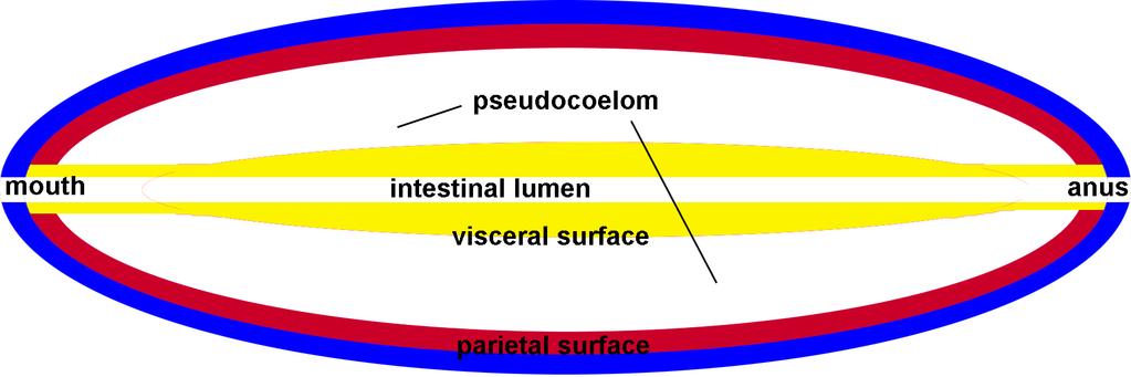 Label ectoderm,, and /mesenchyme, intestinal lumen, parietal and visceral surfaces. (In the Workshop Leader version germ layers are labeled as follows in color coding: ectoderm,,, mesenchyme.