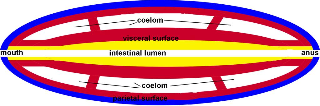 COELOMATE: 3. What is the function of the coelom in the following coelomate phyla? a. Annelida - hydrostatic skeleton; housing and cushioning of internal organs/organ systems.