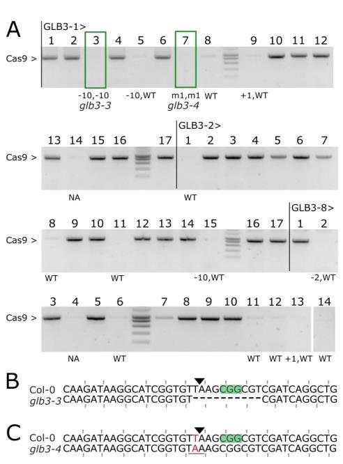 Arabidopsis thaliana Inheritance of mutations to T2-3 lines selected with a) High editing levels