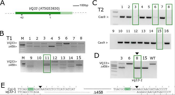 Arabidopsis thaliana A dual sgrna approach for gene deletions - Target protein domain with 2 sgrnas - Efficient