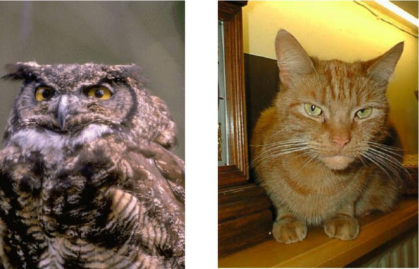 How to tell an owl from a cat Owl Cat Intelligent Data