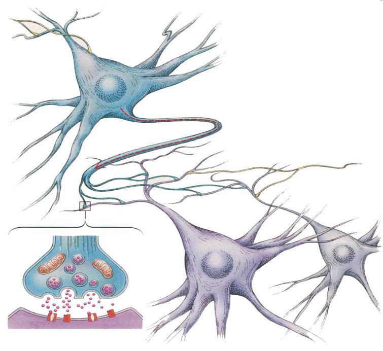 UME and exocytosis Soma Dendrite Axon Neurotransmitters Secretory vesicles Synapse G.D. Fischbach, Sci. Amer.