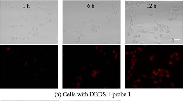 Figure S12. Probe 1 was used to study the metabolism of selenocompounds dibenzyl diselenide (DBDS) and SeO2 in living cells.