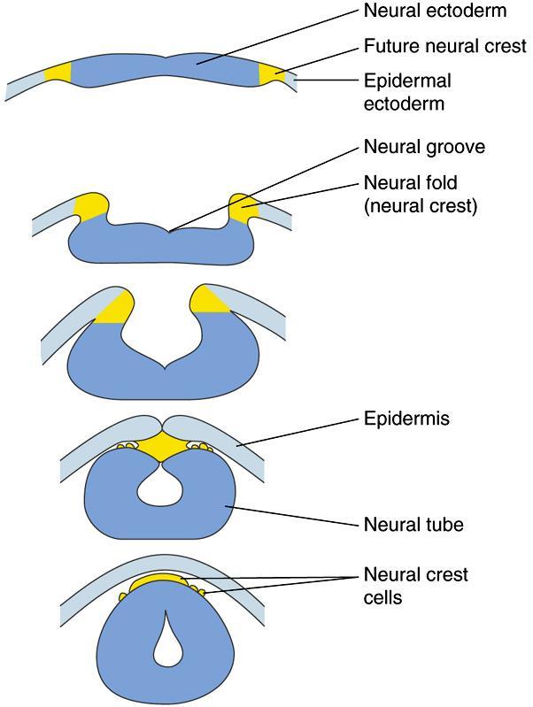 Neural crest origins Neural crest cells: only found only in vertebrates originate from cells located between epidermal and neural ectoderm migrate to