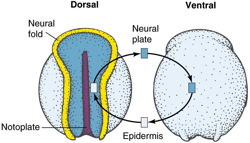 Embryonic origin of neural crest cells Figure 13.