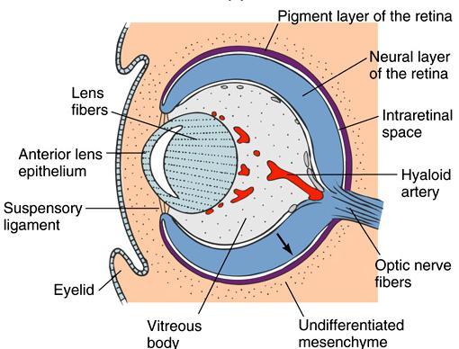 Lens placode eye development eye development requires simultaneous development