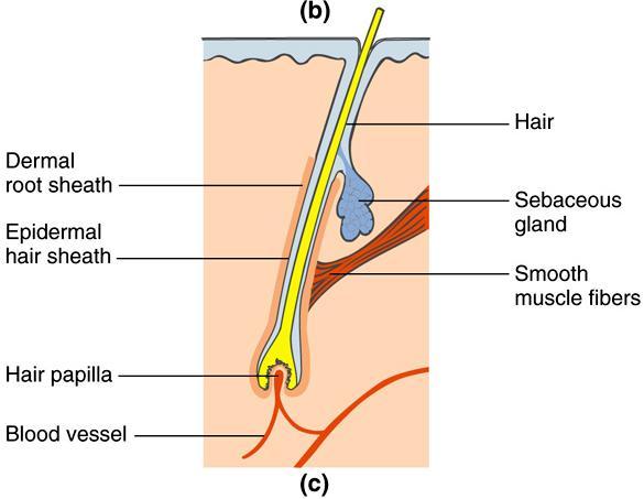 Epidermis hair development core cells of the hair follicle are keratinized and pushed outside = hair shaft melanocytes transfer pigment to hair secretes the oily sebum