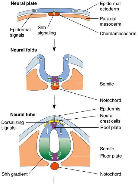 Establishment of dorso ventral pattern in spinal cord Inductive signals: Ventral (floor plate & efferent neurons) sonic hedgehog (Shh) chordamesoderm