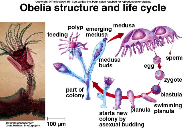 During this stage of life, Obelia are confined to substrate surfaces.
