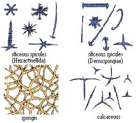 known species Class Calcarea Spicules of