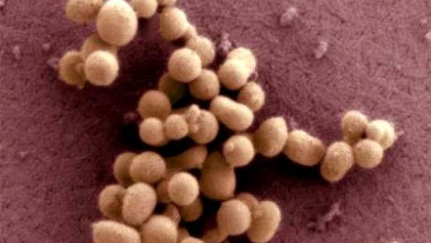 Experimental evidence: synthetic bacteria Craig Venter Institute A scanning