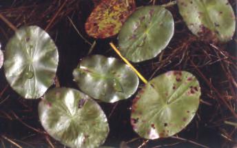 Annual Cycle: Watershield is an aquatic perennial that propagates by creeping rhizomes, seeds, and winter buds (or turions). Flowers are produced in early to mid-summer.