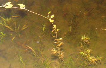 Range: Northern snail-seed pondweed is native to Maine and New England, occurring throughout much of the northeast and north central United States.