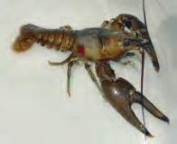 ADDITIONAL INFORMATION Rusty Crayfish (Orconectes rusticus) Maine is now home to several non-native crayfish species.