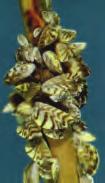 ADDITIONAL INFORMATION Zebra Mussels (Dreissena polymorpha) Zebra mussels are thought to have been introduced to this country as accidental stowaways attached to hulls, or in the ballast water of