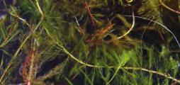 emergent flowers water surface submersed leaves are spaced along the stem whorl of 4 leaves Eurasian water milfoil (Myriophyllum spicatum) SUBMERSED PLANTS WITH FINELY-DIVIDED LEAVES Annual Cycle: