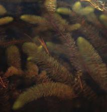 Origin and US Range: Variable water-milfoil is native to parts of the United States, but not native to New England.