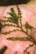 In addition to spread by natural causes and recreational activity, curly leaf pondweed has been planted intentionally for waterfowl and wildlife habitat, and possibly has been spread as a contaminant