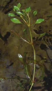 Hybrids with another native Maine pondweed, Potamogeton gramineus, occur in Maine. Value in the Aquatic Community: The leaves of P. alpinus offer shade, shelter and foraging opportunities for fish.