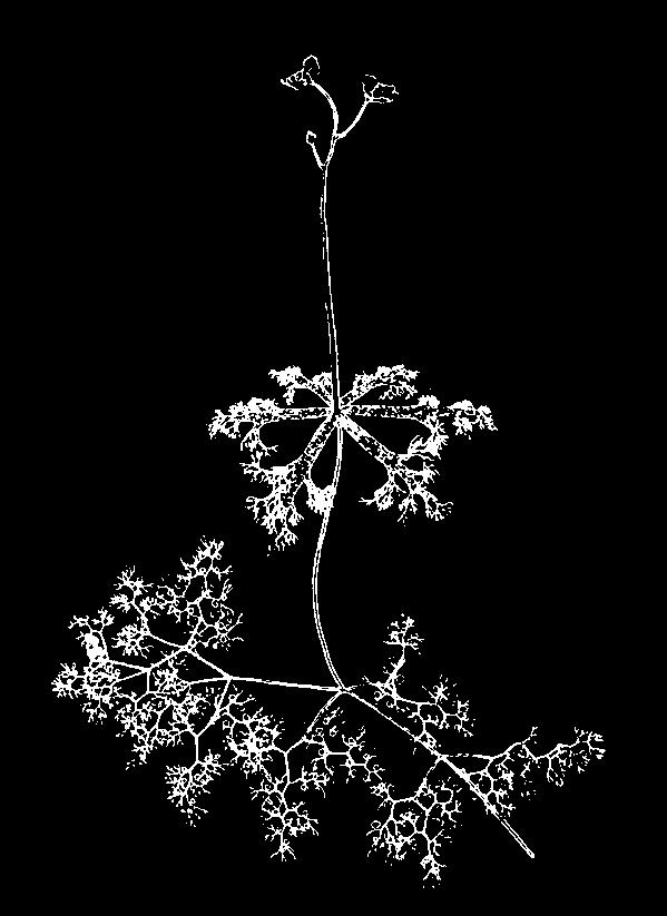 emergent flower stalk winter bud FANWORT & I N VA S I