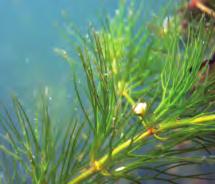 US Range: Both species are native to Maine, New England and much of North America. Of the two hornwort species found in Maine, coontail (C. demersum) is more common.