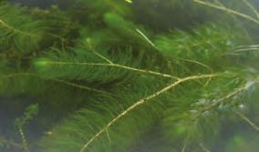 WATER-MILFOILS Myriophyllum species NATIVE TO MAINE NATIVE PLANTS Maine is home to six native water-milfoil species.