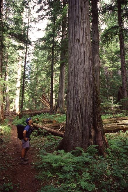 TEMPERATE PACIFIC NORTHWEST FORESTS Temperate: rarely below 0 C (32 F) but generally cooler Precipitation: drought