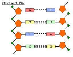 nucleus), DNA is. In eukaryotes, DNA is on the in the nucleus.