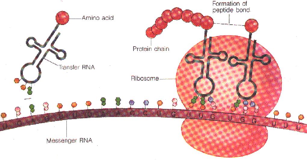 Translation: the mrna is translated into a 1.) Ribosome finds the start, AUG, on mrna. 2.) The corresponding on the trna binds into place.