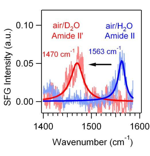Supporting Information for Chiral Sum Freuency Generation for In Situ Probing Proton Exchange in Antiparallel β-sheets at Interfaces Li Fu, Deuan Xiao, Zhuguang Wang, Victor S. Batista *, and Elsa C.