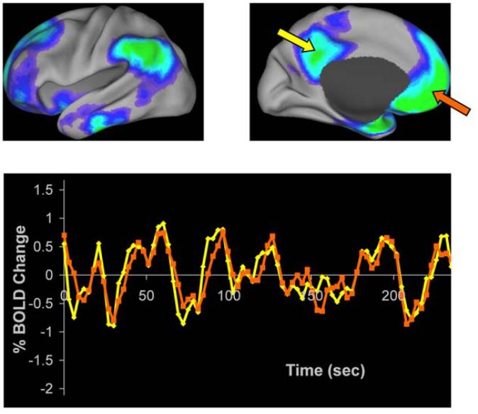 The activity of the brain at rest is ideal for estimating the connectome!