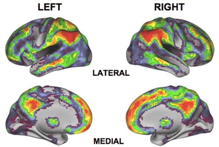 Cortical hubs in the human brain! Buckner, R. L., et al. (2009).
