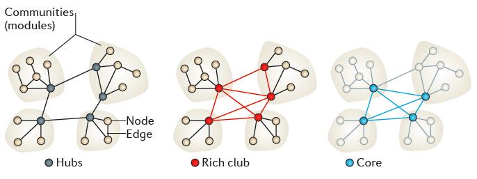 A rich club of strong hubs is at the core of the human brain" Bullmore, E., & Sporns, O.