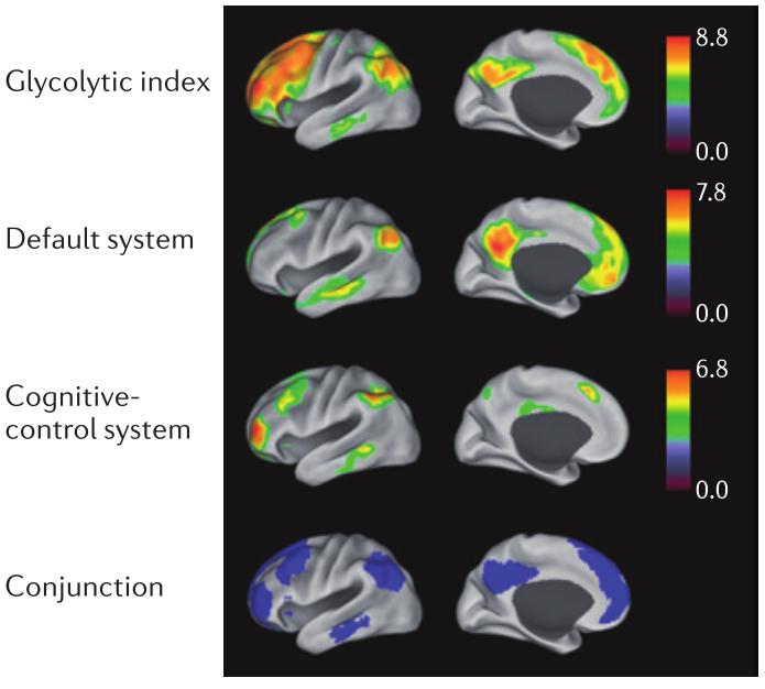 Energy consumption in the brain! The most important (central) hubs are those with higher glycolytic index, i.e. higher metabolic cost.