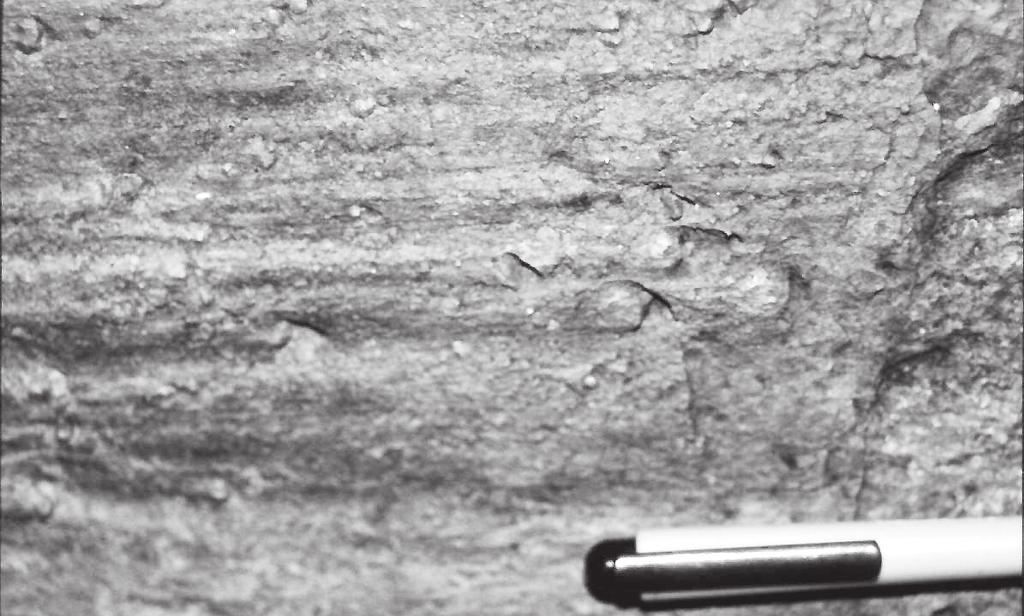 11.. WALLACE-BOTT HYPOTHESIS 73 Figure 11.: Fault striations on a fault surface in Early Miocene strata, the Atsumi Formation, Northeast Japan. There are comet-like structures heading right.