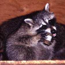 Rabies in Raccoons Rabies is a common viral disease. Transmission through the bite of an infected animal.