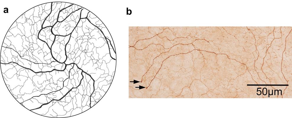 488 C.F. Marfurt et al. / Experimental Eye Research 90 (2010) 478e492 Fig. 22. Subbasal nerve vortices.