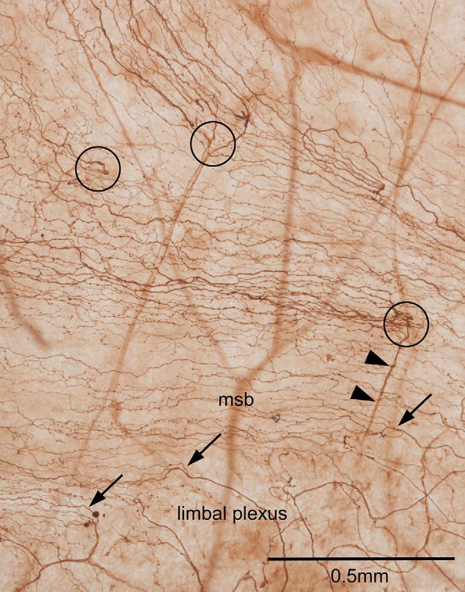 C.F. Marfurt et al. / Experimental Eye Research 90 (2010) 478e492 485 Fig. 14. a. Location of stromal nerve penetrations (solid circles) through Bowman's membrane in a 48-year-old cornea.