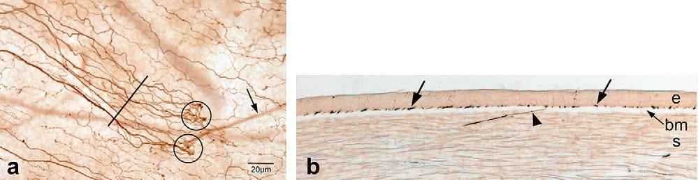 486 C.F. Marfurt et al. / Experimental Eye Research 90 (2010) 478e492 Fig. 16. Subbasal nerve fibers in an anterior-cornea whole mount (a) and in a perpendicular, 30 mm-thick section (b). a. An anterior stromal nerve (arrow) divides and penetrates Bowman's membrane (open circles) to form an epithelial leash comprised of approximately 16e18 subbasal nerve fibers.